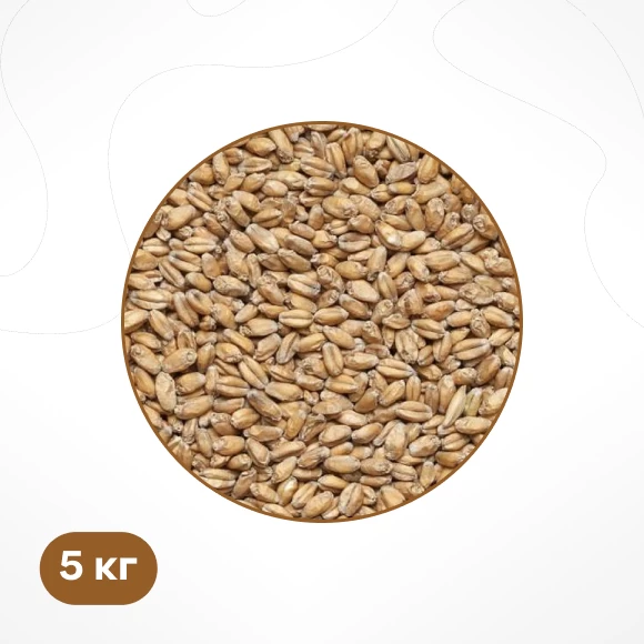 pivovarenie/ingredienty-dlya-pivovareniya/solod/solod-pshenichnyj-5-kg-kurskij-solod
